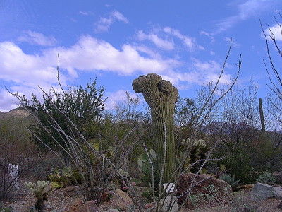 [There are several different types of plants in this image, but the main feature in the middle is a saguaro that appears to have wanted to branch off but now resembles the knuckles on a closed fist.]